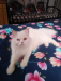 Persian cat female doll face